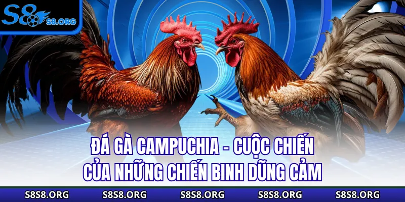 Đá Gà Campuchia - Cuộc Chiến Của Những Chiến Binh Dũng Cảm