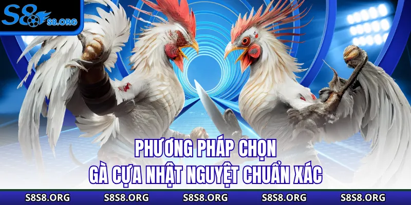 Phương pháp chọn gà cựa nhật nguyệt chuẩn xác